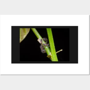 Unique and organic photo of a swarm of ants tending a treehopper Posters and Art